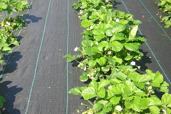 Quality Ground Weed Mat Manufacturer and Supplier from China | AGROW