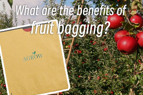 What are the benefits of fruit bagging.jpg