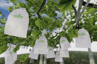 Grape Growing Bags