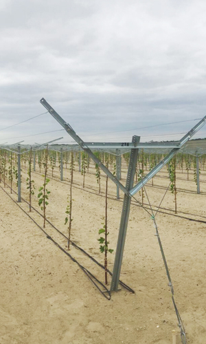 AGROW CHINA | Specialized in Vineyard Trellis Steels and Agriculture