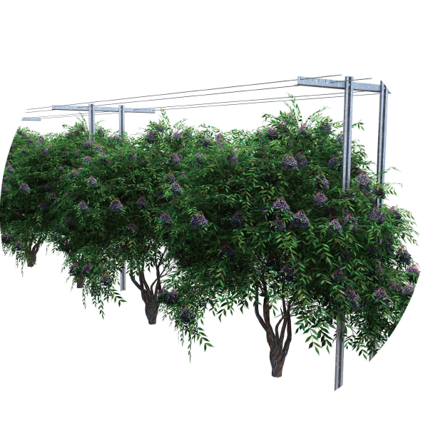 Quality Flat Edge Stake FEU142 Manufacturer and Supplier from China | AGROW