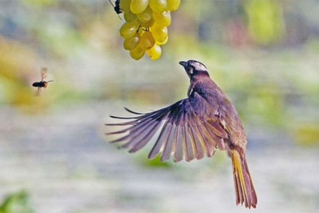 Non-invasive methods for protecting grapes from bird predation1.jpg