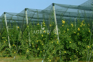 Agtek+ Gable Orchard Anti-Hail Netting System