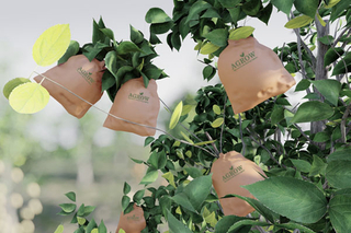 Apple Growing Bags