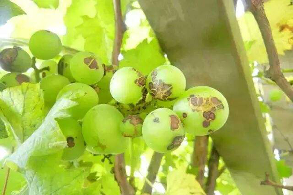 AGROW|Disease: Anthracnose Symptoms on Grape