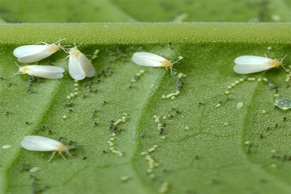 AGROW|5 Tips To Prevent Pests In Polytunnels